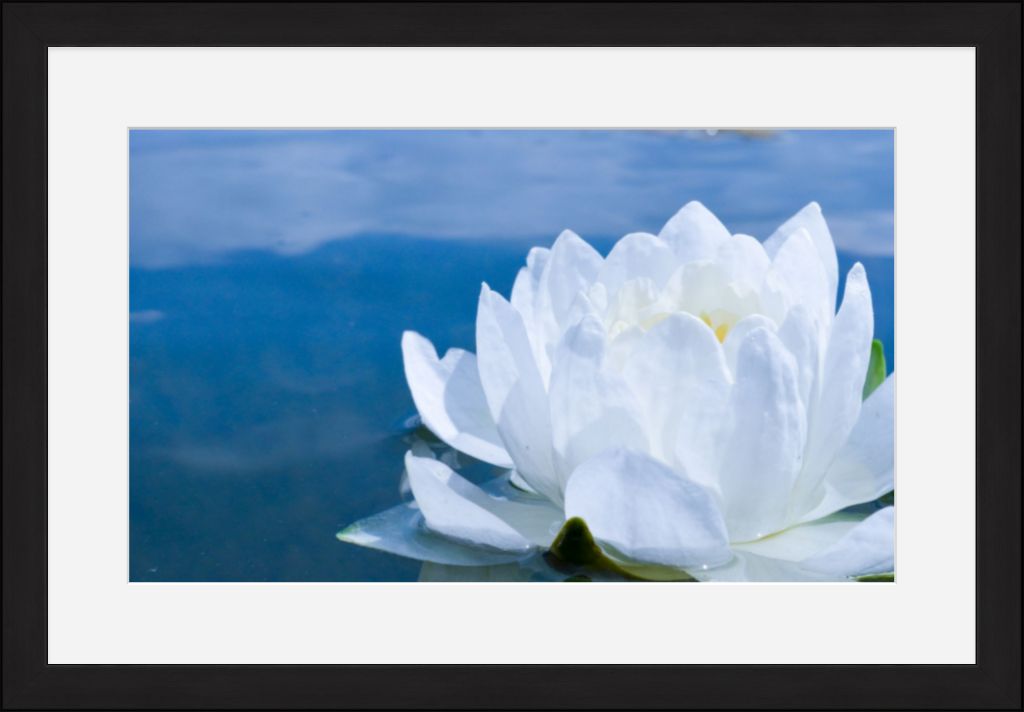 White Waterlily