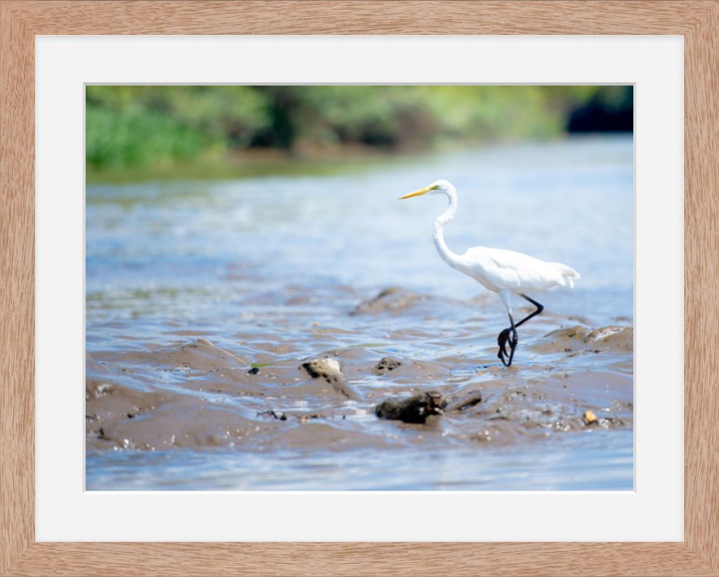 Wading Egret