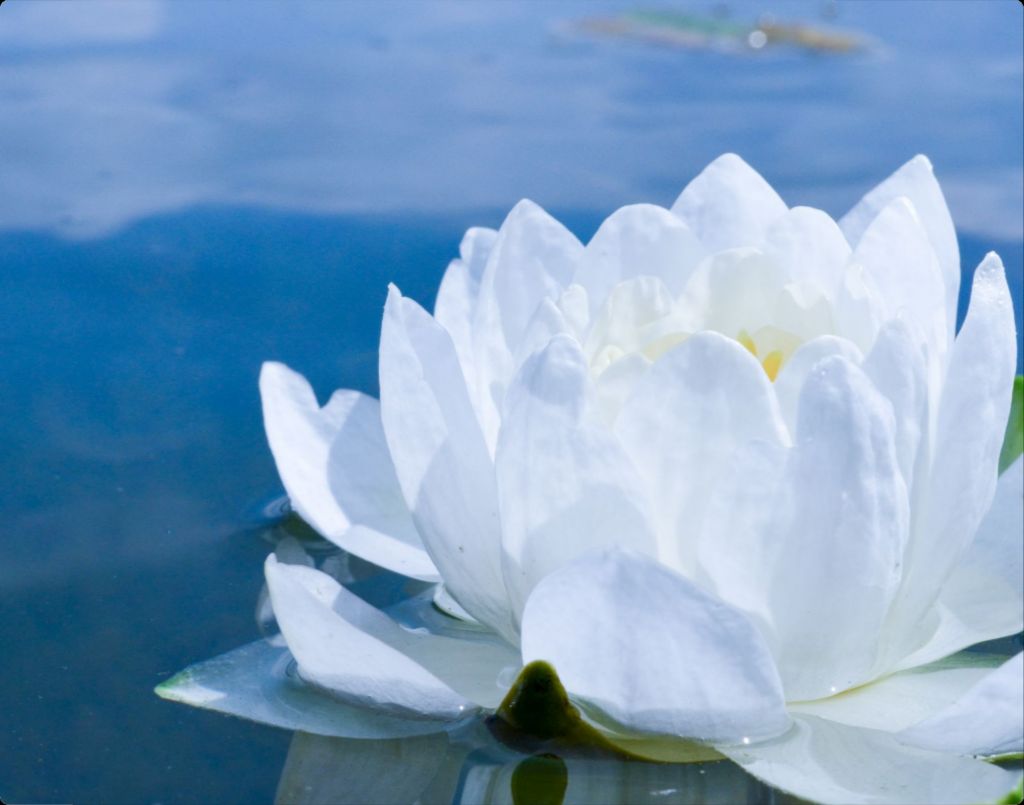 White Waterlily