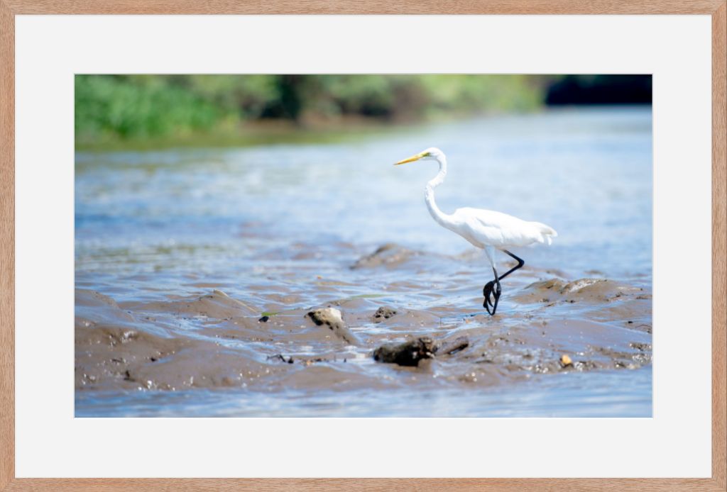 Wading Egret