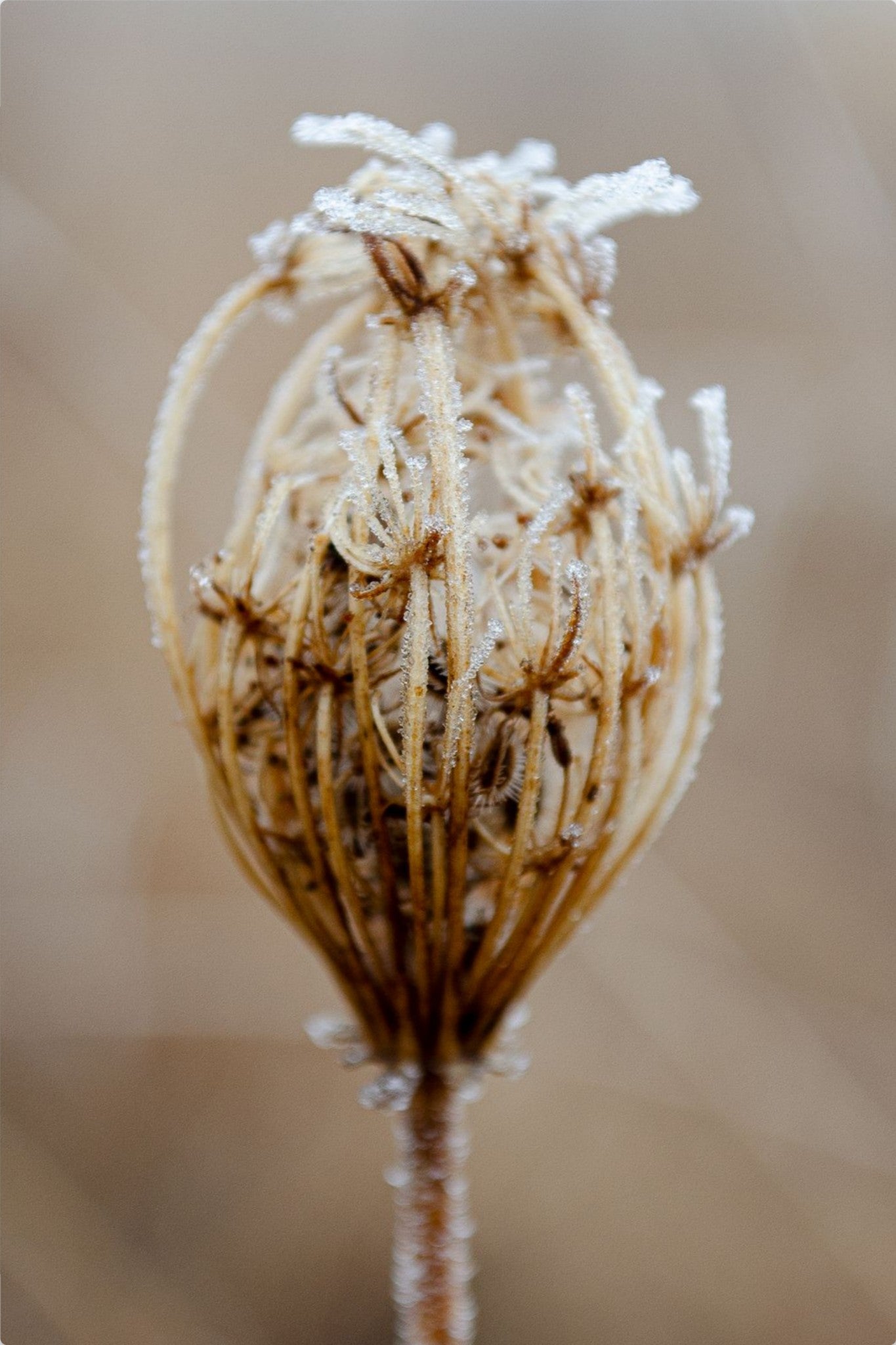 Winter Queen Anne's Lace