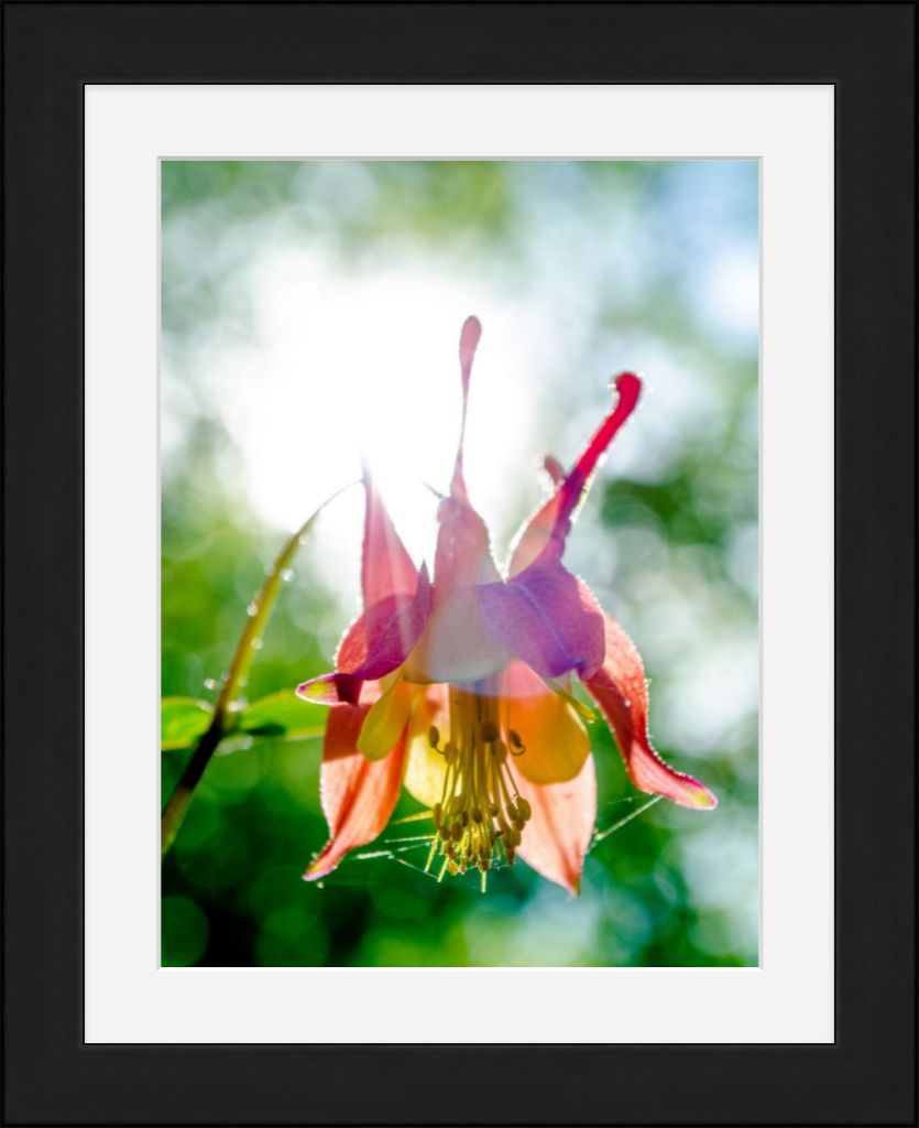 Wild Honeysuckle