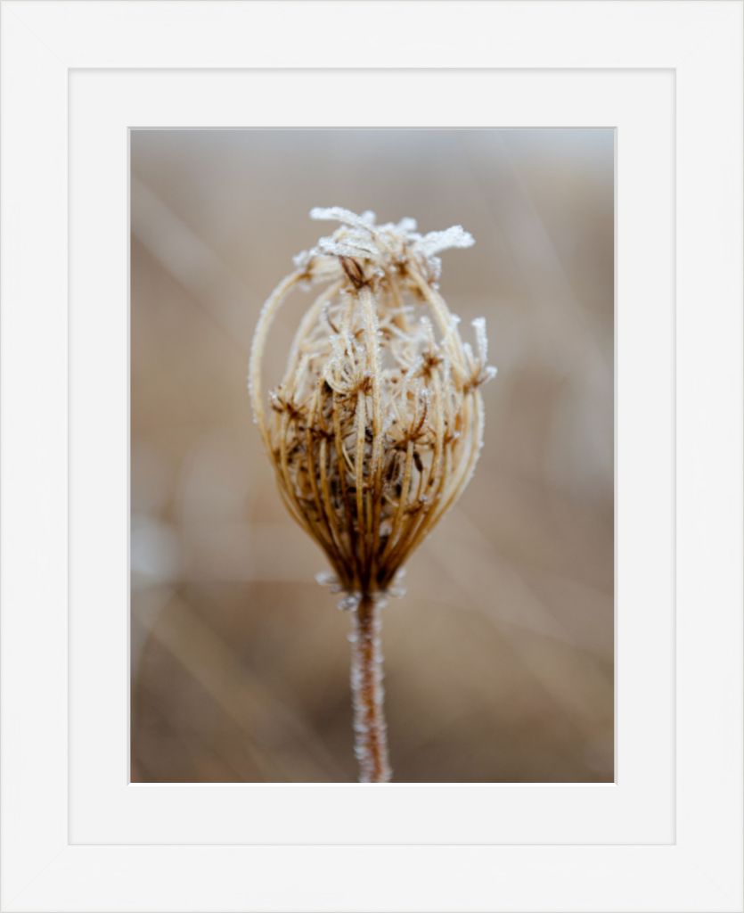 Winter Queen Anne's Lace