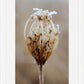 Winter Queen Anne's Lace
