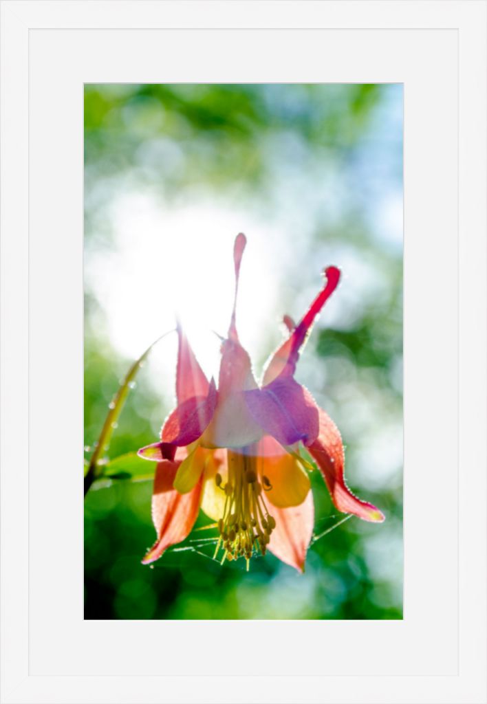 Wild Honeysuckle