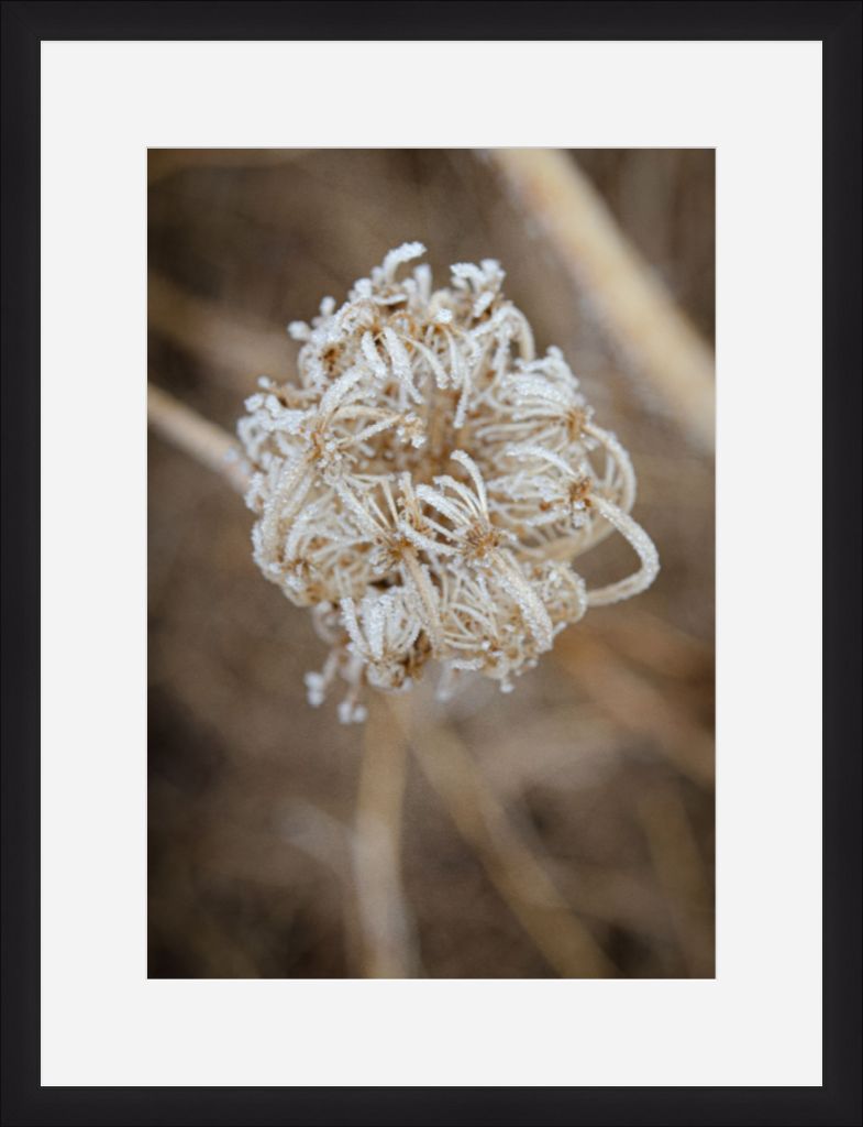 Winter Queen Anne's Lace 2