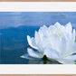 White Waterlily