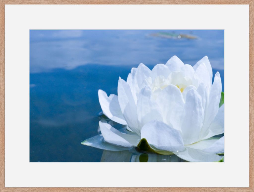 White Waterlily