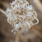 Winter Queen Anne's Lace 2