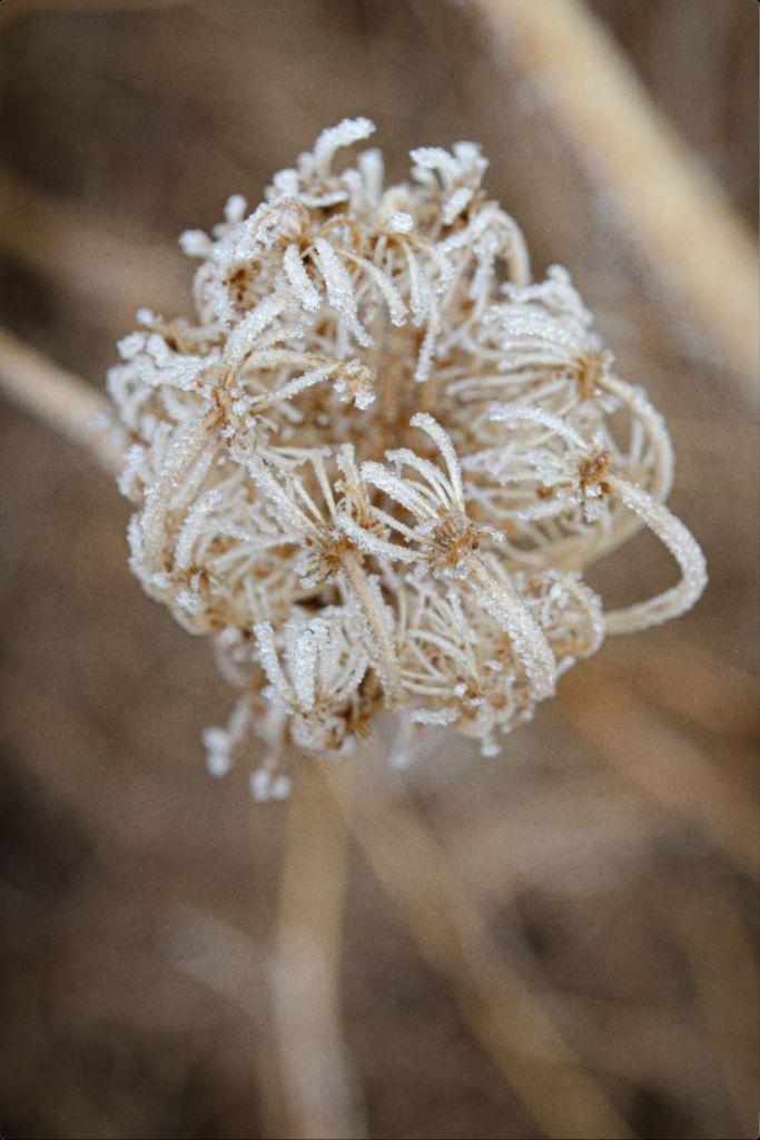 Winter Queen Anne's Lace 2