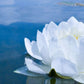 White Waterlily
