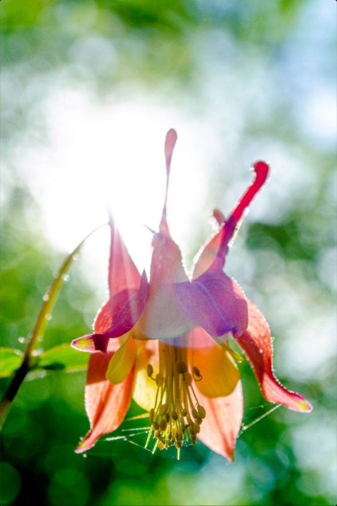 Wild Honeysuckle