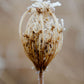 Winter Queen Anne's Lace