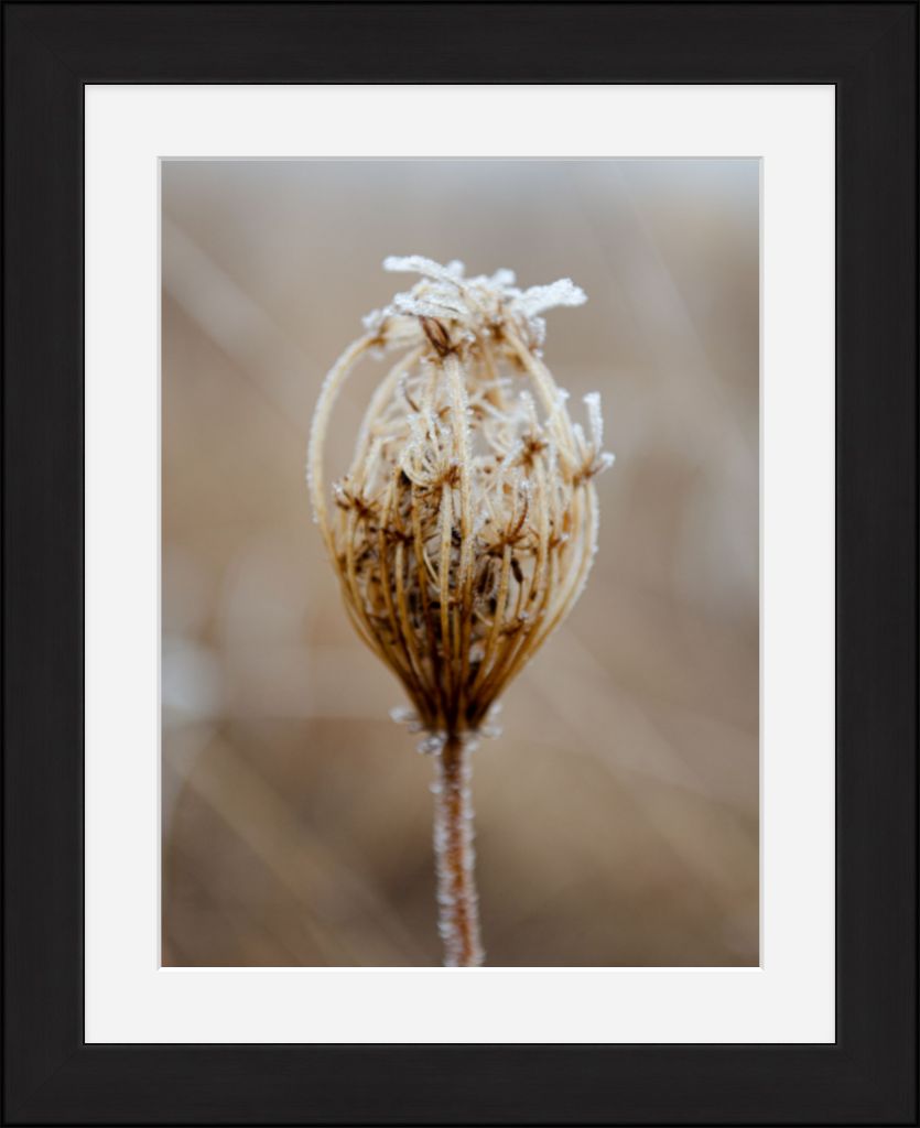 Winter Queen Anne's Lace