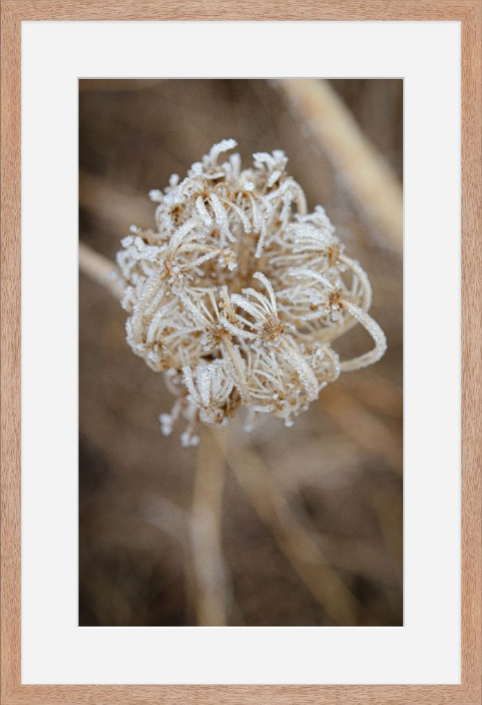 Winter Queen Anne's Lace 2