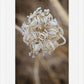 Winter Queen Anne's Lace 2