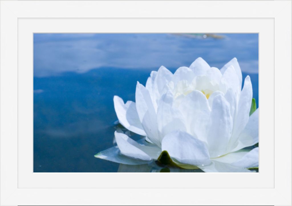 White Waterlily