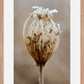 Winter Queen Anne's Lace
