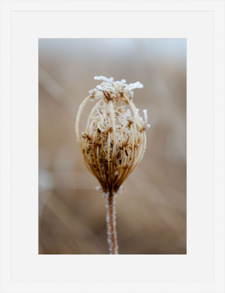 Winter Queen Anne's Lace