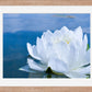 White Waterlily