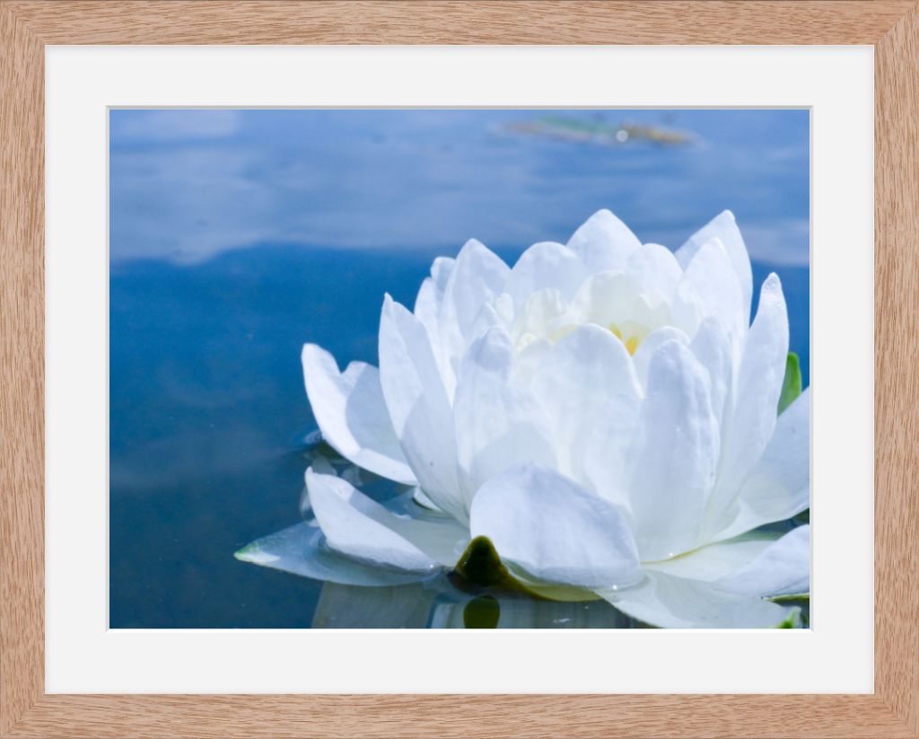 White Waterlily