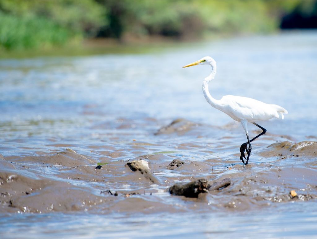 Wading Egret