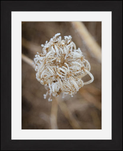 Winter Queen Anne's Lace 2