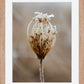 Winter Queen Anne's Lace