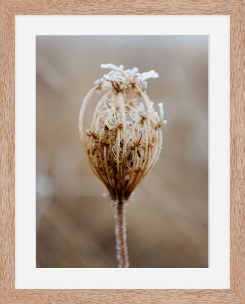 Winter Queen Anne's Lace