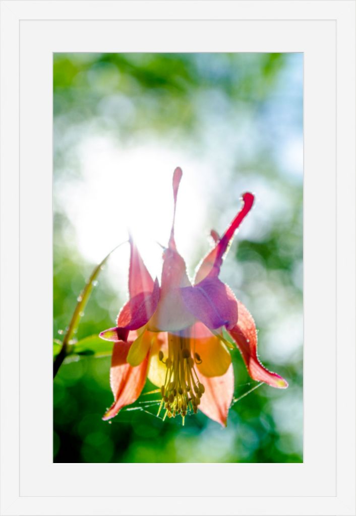 Wild Honeysuckle