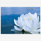 White Waterlily