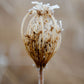 Winter Queen Anne's Lace
