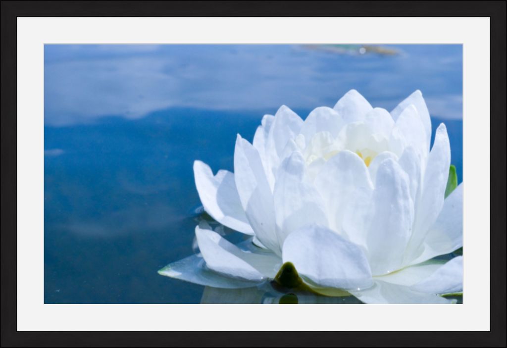 White Waterlily