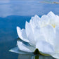 White Waterlily