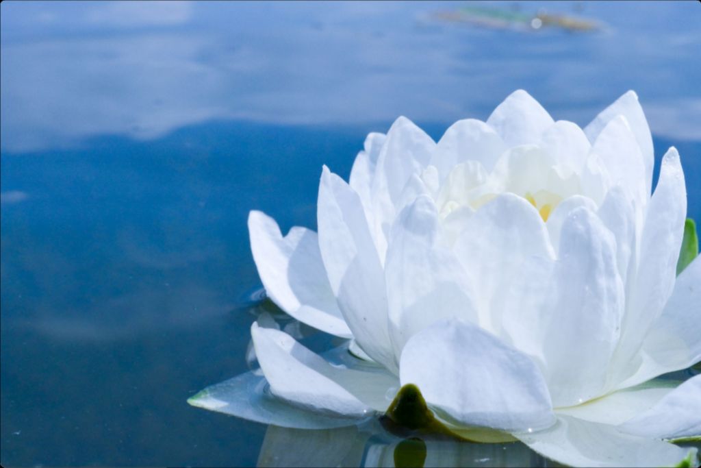 White Waterlily