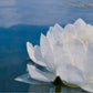 White Waterlily
