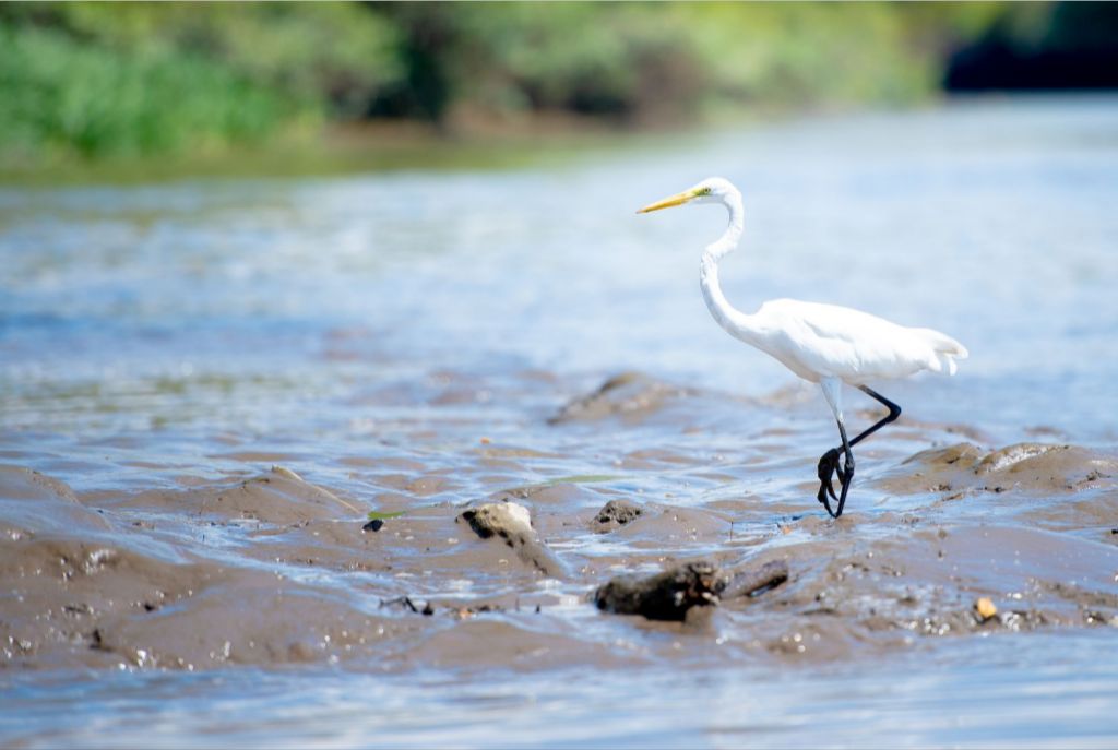 Wading Egret