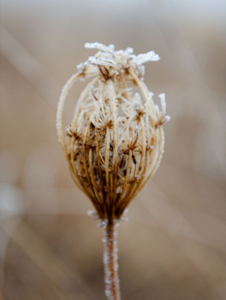 Winter Queen Anne's Lace