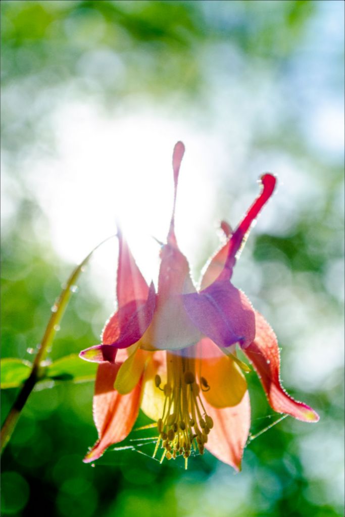 Wild Honeysuckle