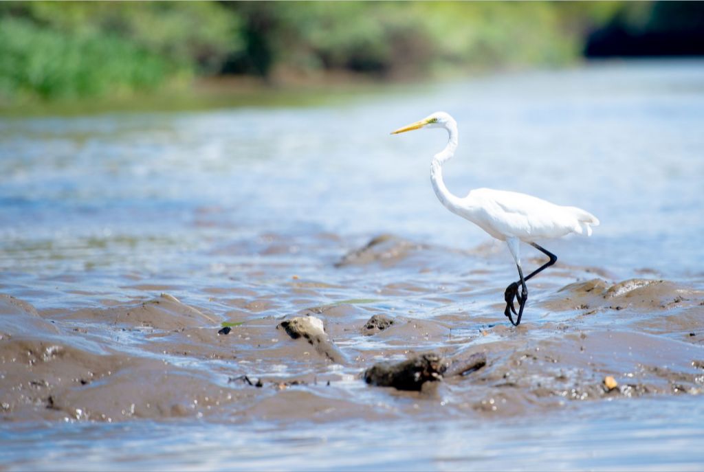 Wading Egret