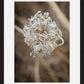 Winter Queen Anne's Lace 2