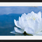 White Waterlily