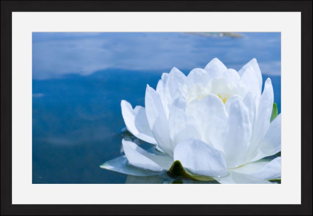 White Waterlily