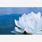 White Waterlily