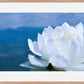 White Waterlily