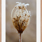 Winter Queen Anne's Lace