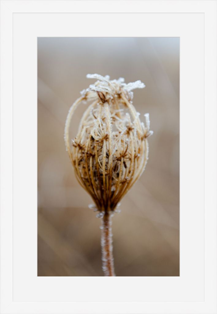 Winter Queen Anne's Lace