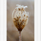 Winter Queen Anne's Lace