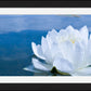 White Waterlily