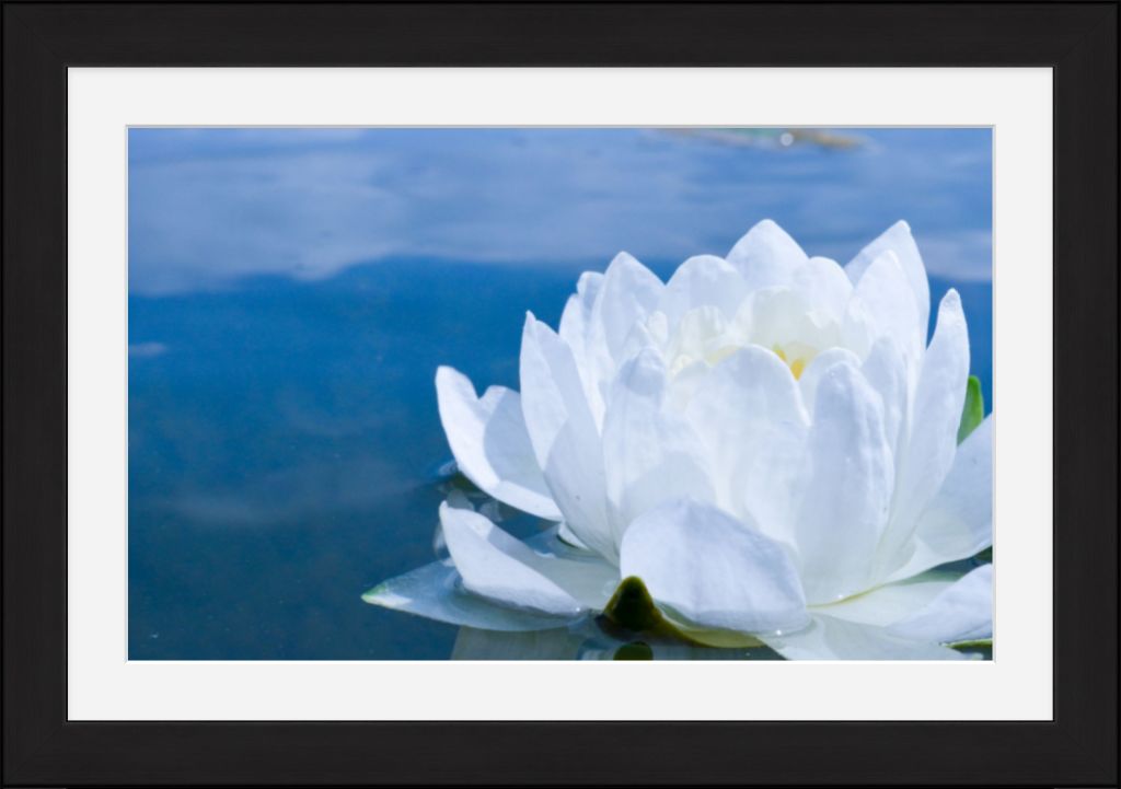 White Waterlily